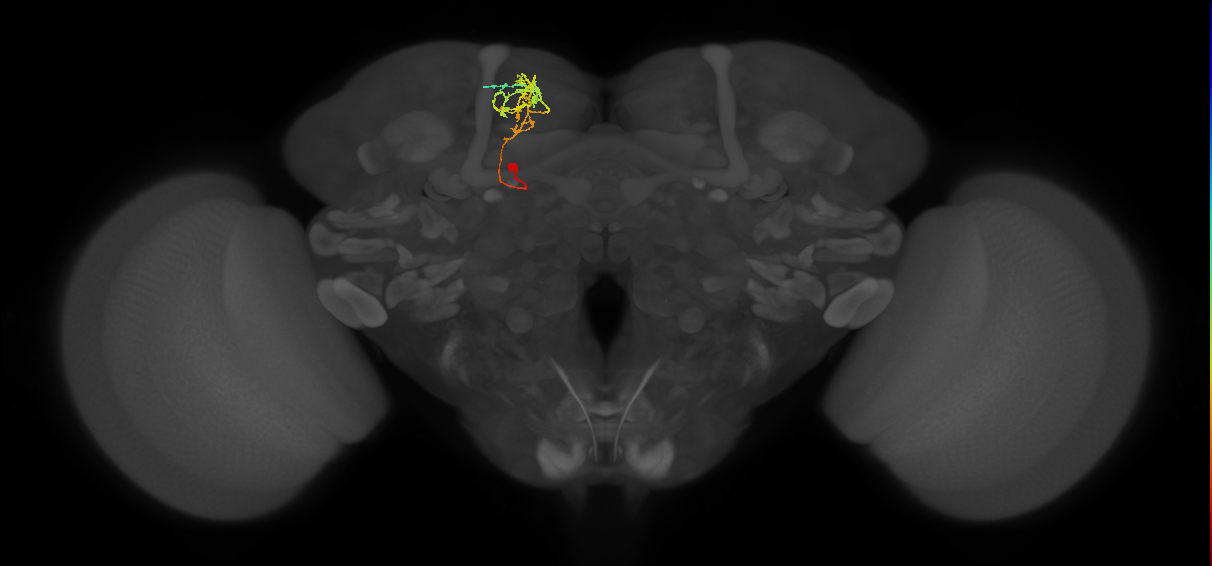 SMP408(PDM09)_L (FlyEM-HB:545971650)