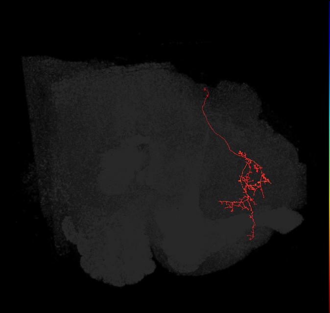 SMP408(PDM09)_L (FlyEM-HB:545967423)