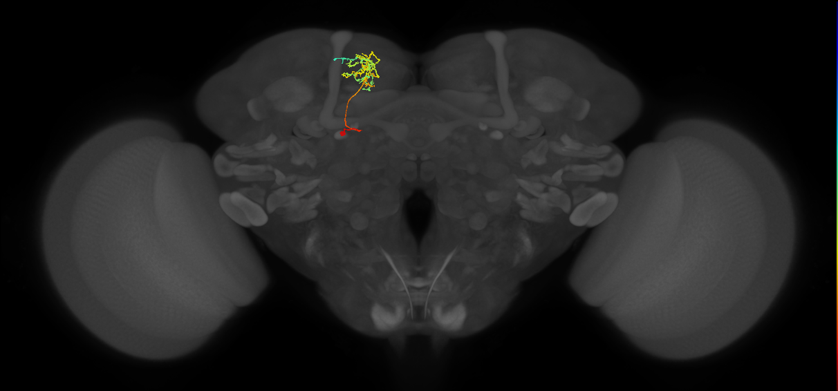 SMP408(PDM09)_L (FlyEM-HB:545967423)