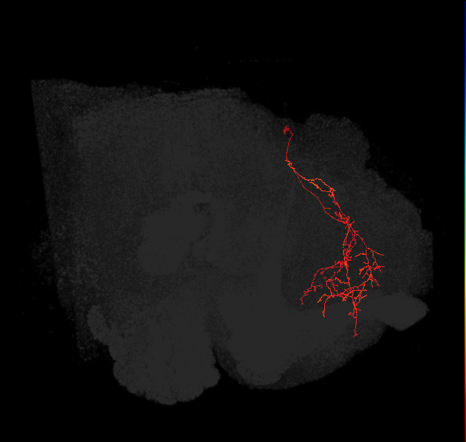 SMP409(PDM09)_L (FlyEM-HB:545971745)