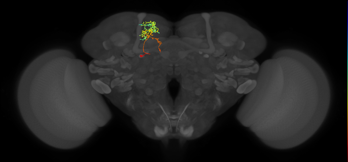 SMP409(PDM09)_L (FlyEM-HB:545971745)