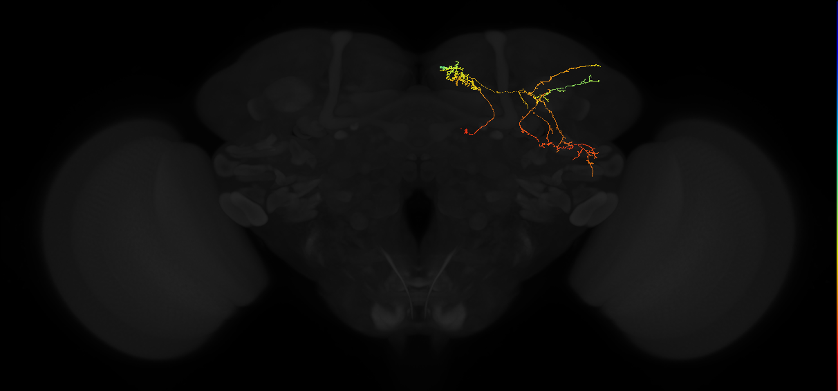 adult superior medial protocerebrum neuron 413