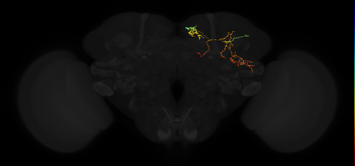 adult superior medial protocerebrum neuron 413