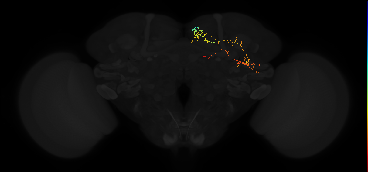 adult superior medial protocerebrum neuron 414