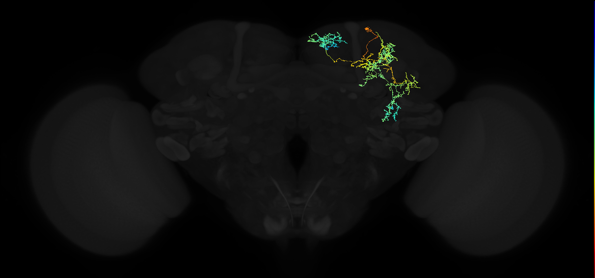 adult superior medial protocerebrum neuron 418