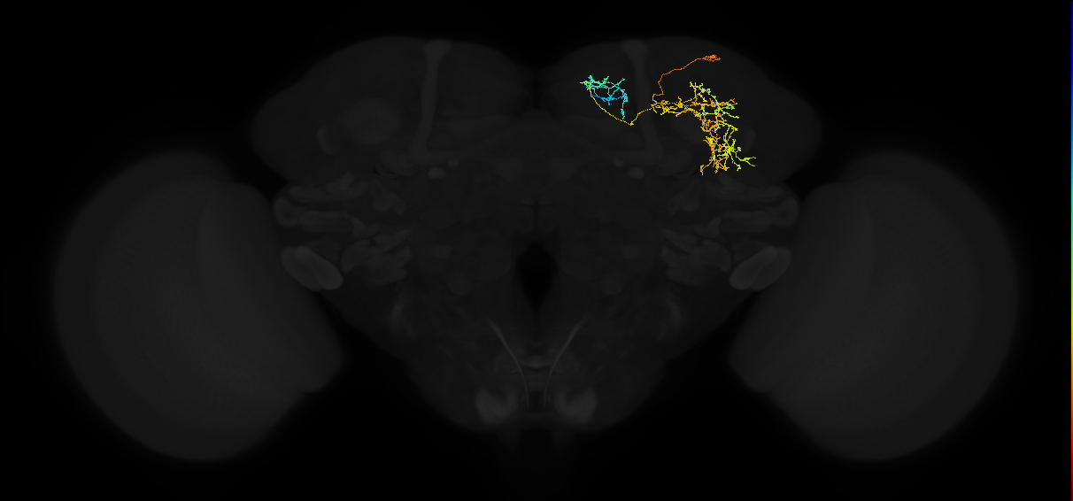 adult superior medial protocerebrum neuron 419