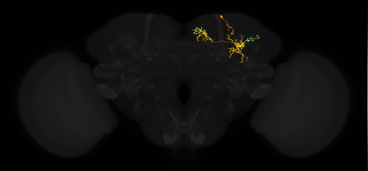 adult superior medial protocerebrum neuron 424