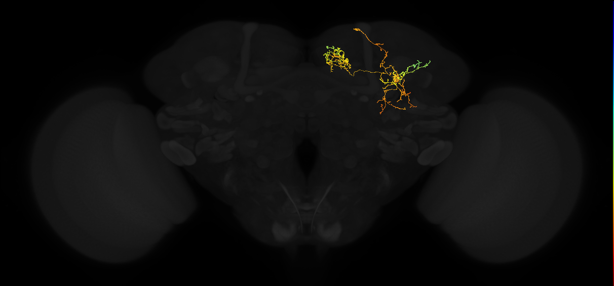 adult superior medial protocerebrum neuron 424