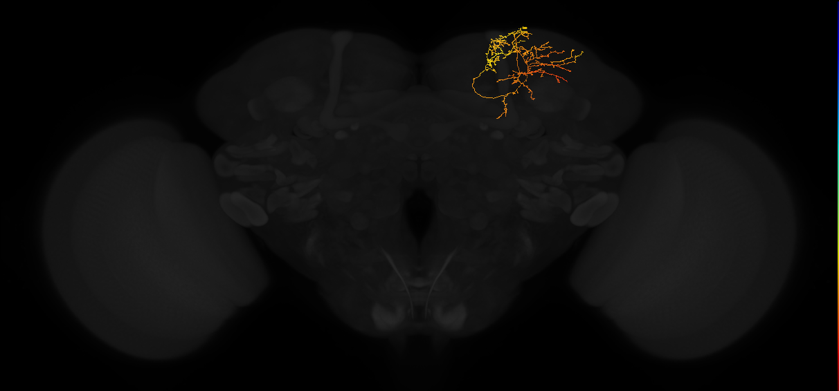 adult superior medial protocerebrum neuron 432