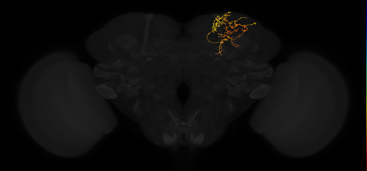 adult superior medial protocerebrum neuron 432