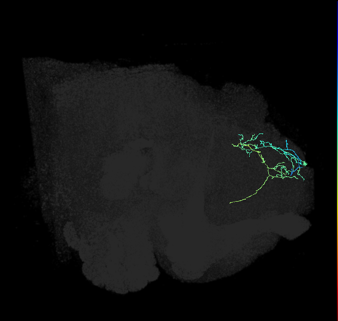 SMP432_b_R (FlyEM-HB:326508583)