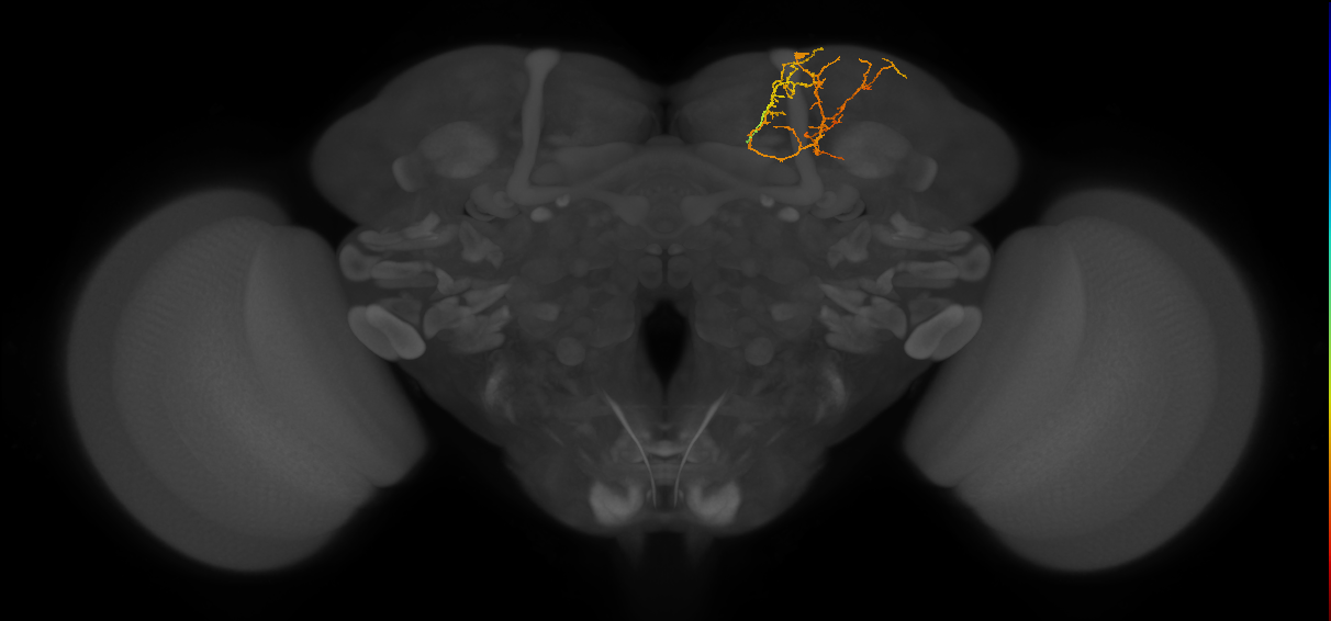 SMP432_b_R (FlyEM-HB:326508583)