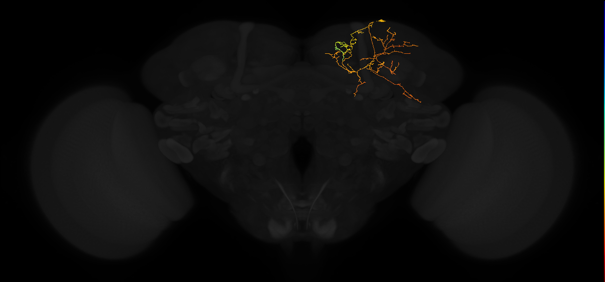 adult superior medial protocerebrum neuron 433