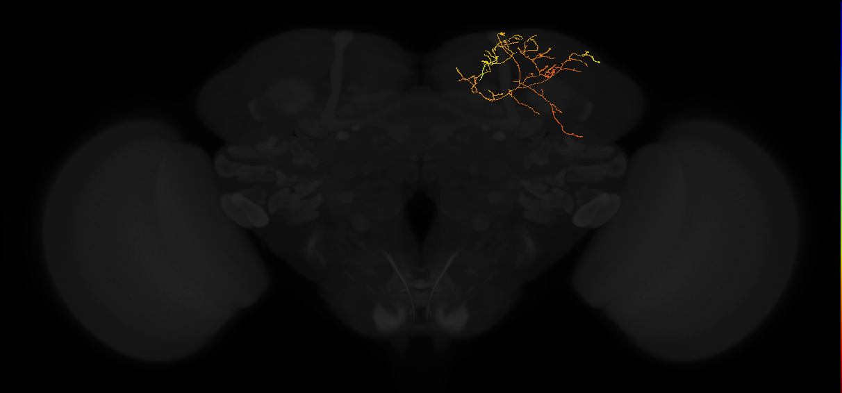 adult superior medial protocerebrum neuron 433
