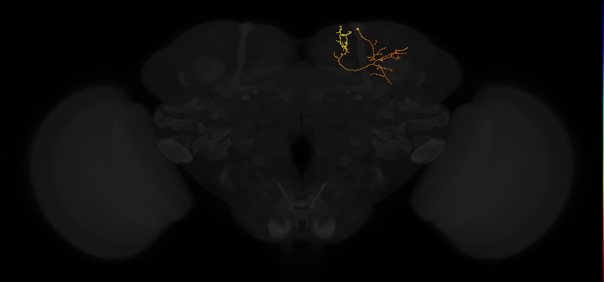 adult superior medial protocerebrum neuron 435