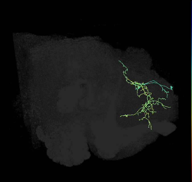 adult superior medial protocerebrum neuron 436