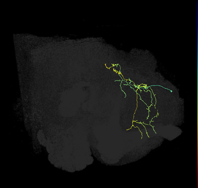 adult superior medial protocerebrum neuron 437