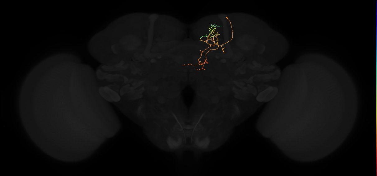 adult superior medial protocerebrum neuron 438