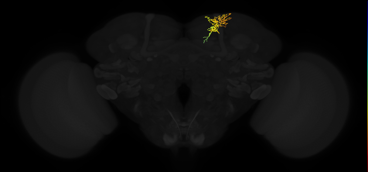 adult superior medial protocerebrum neuron 439