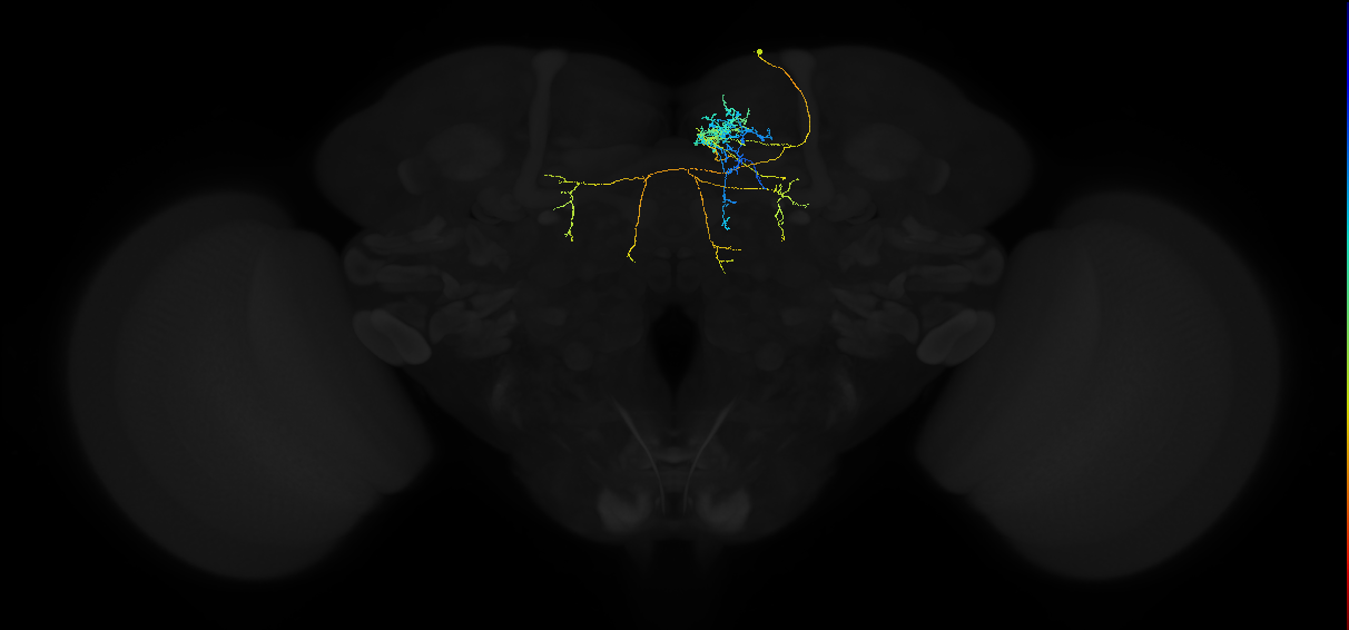 adult superior medial protocerebrum neuron 446