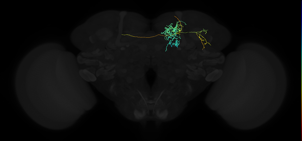 adult superior medial protocerebrum neuron 447