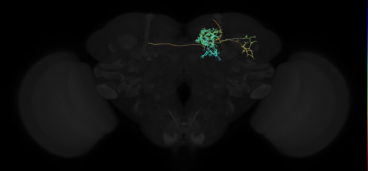 adult superior medial protocerebrum neuron 447