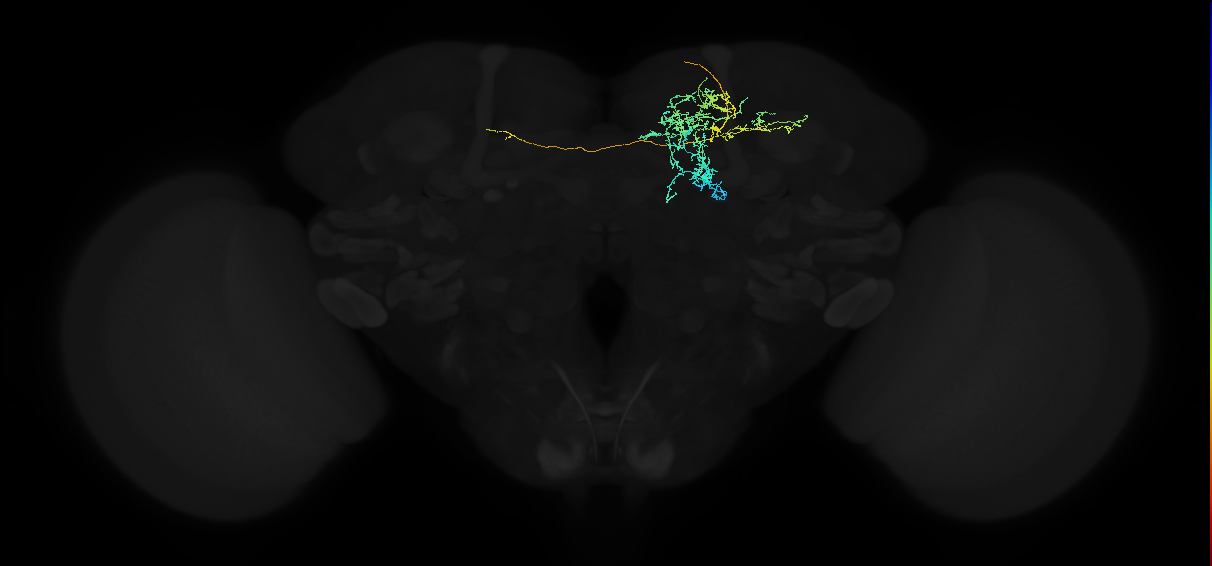 adult superior medial protocerebrum neuron 448