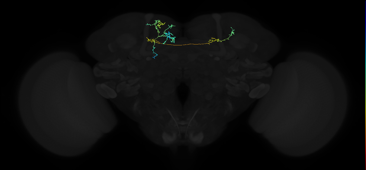 adult superior medial protocerebrum neuron 449