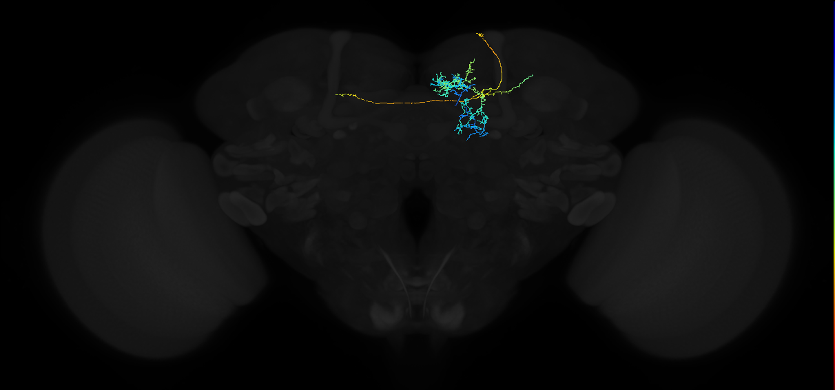 adult superior medial protocerebrum neuron 450