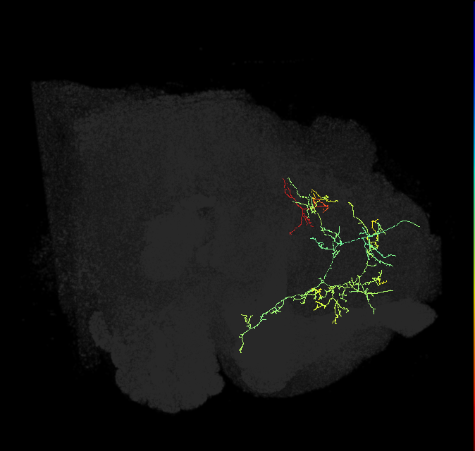 adult superior medial protocerebrum neuron 451