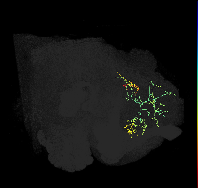 adult superior medial protocerebrum neuron 452