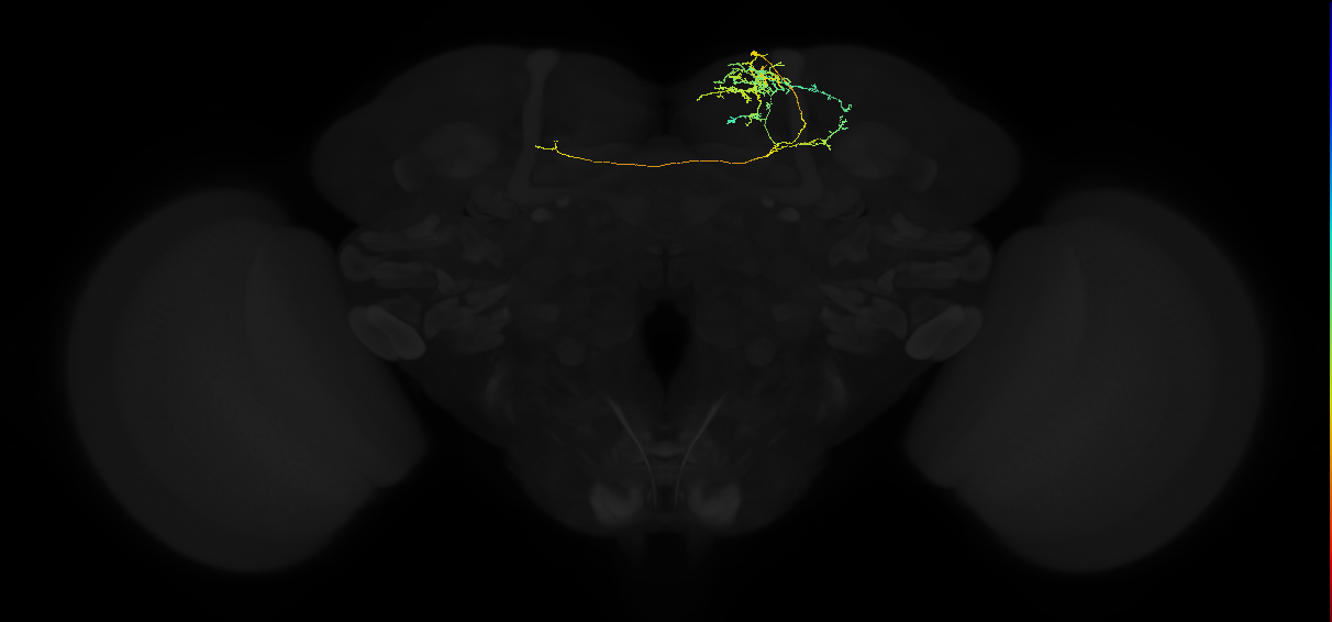 adult superior medial protocerebrum neuron 453