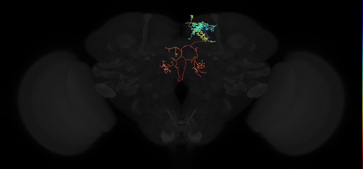 adult superior medial protocerebrum neuron 458