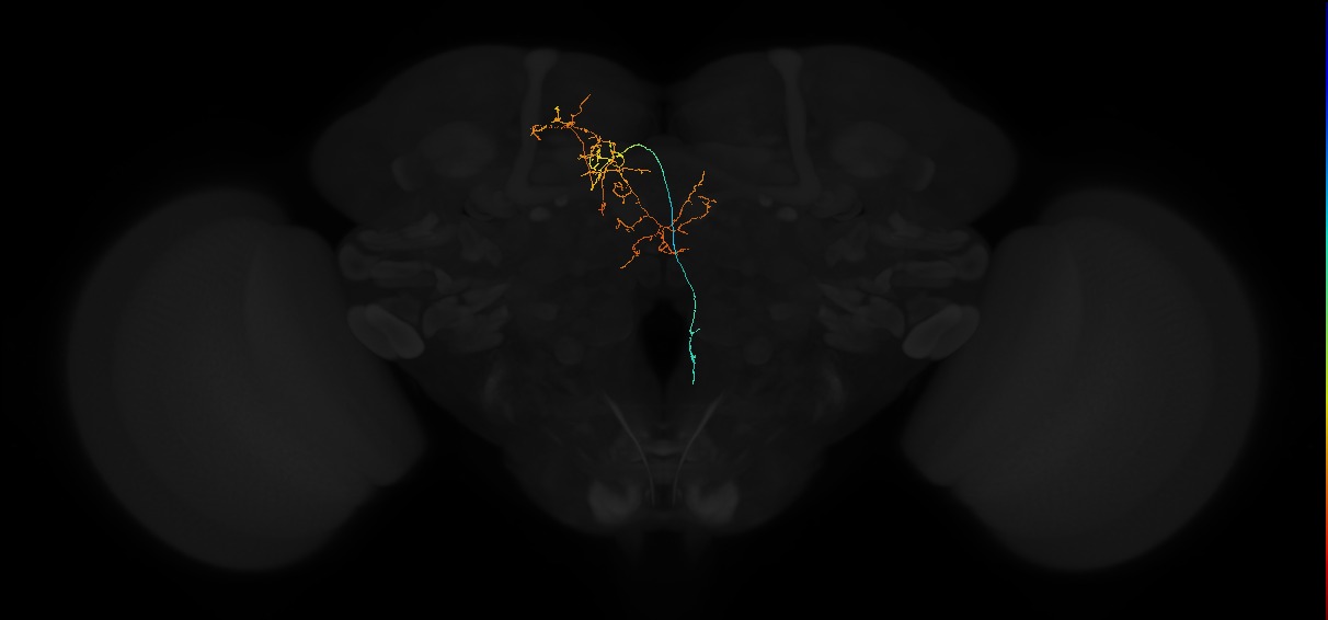 adult superior medial protocerebrum neuron 459