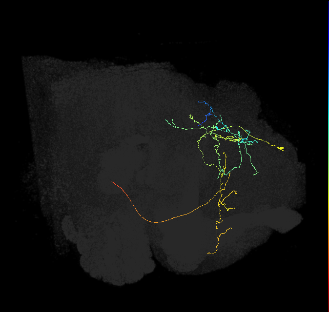SMP461_R (FlyEM-HB:696617609)