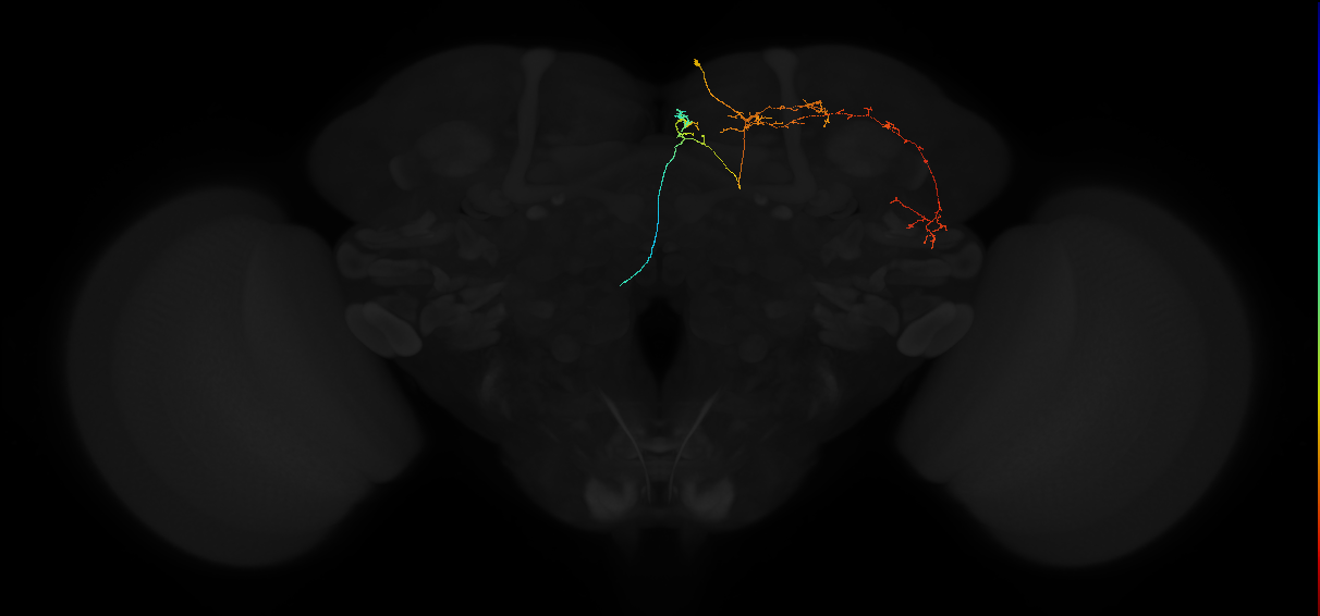 adult superior medial protocerebrum neuron 468