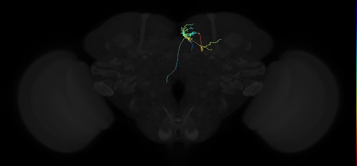 adult superior medial protocerebrum neuron 469