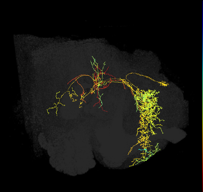 adult superior medial protocerebrum neuron 470