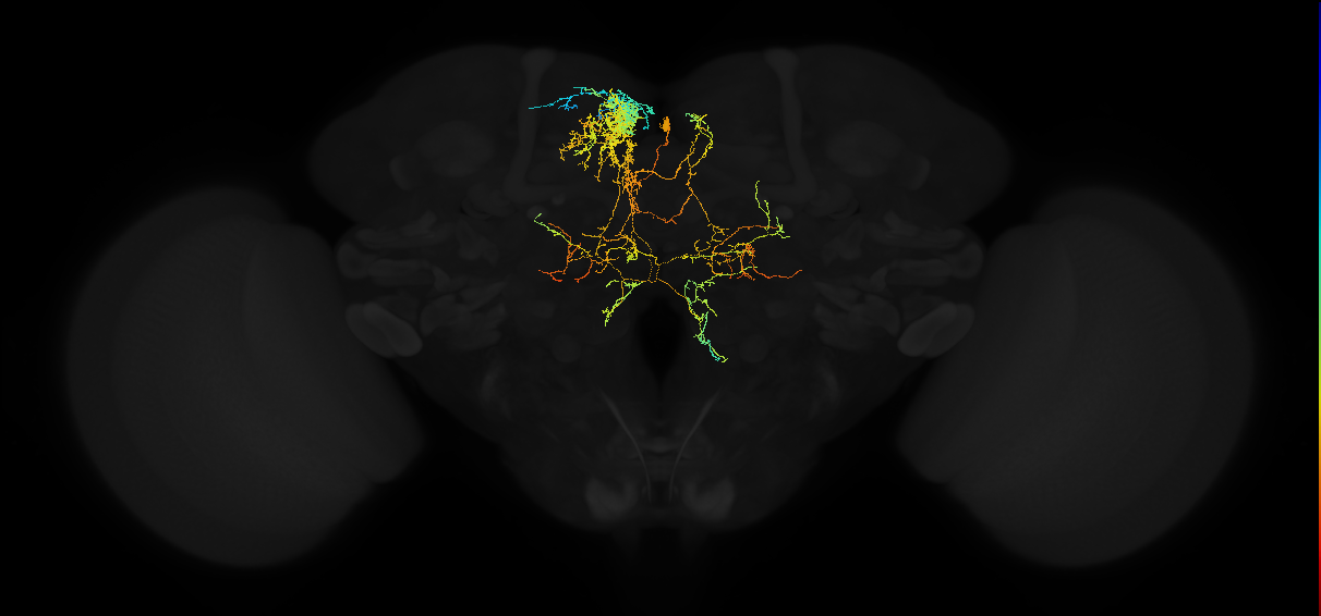 adult superior medial protocerebrum neuron 470