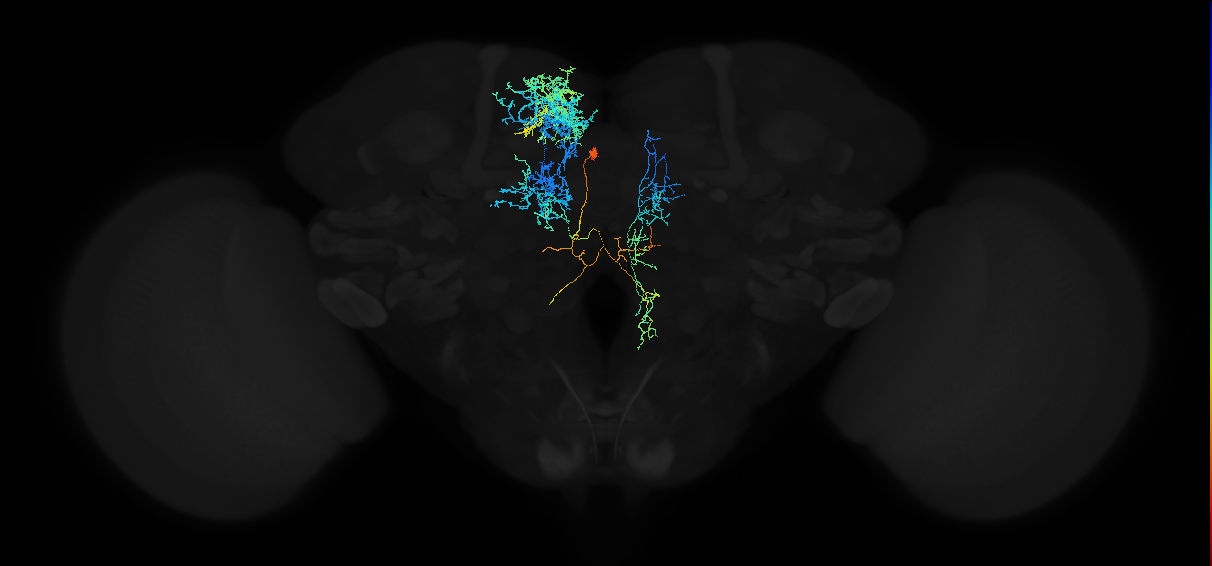 adult superior medial protocerebrum neuron 471