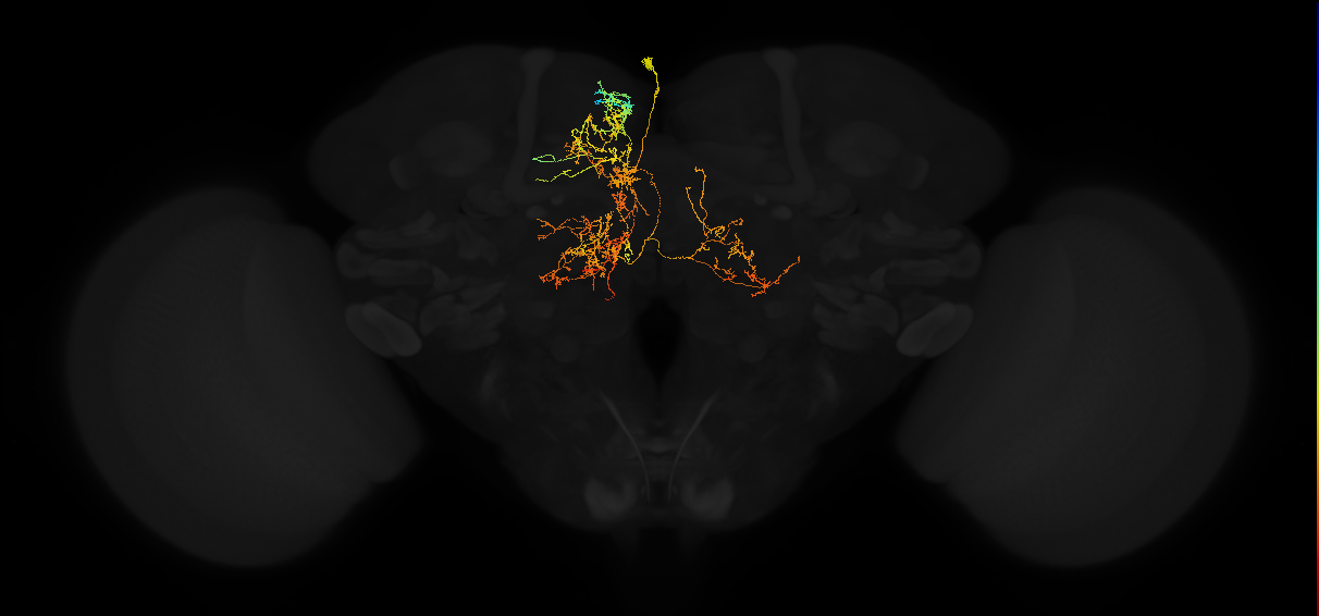 adult superior medial protocerebrum neuron 472