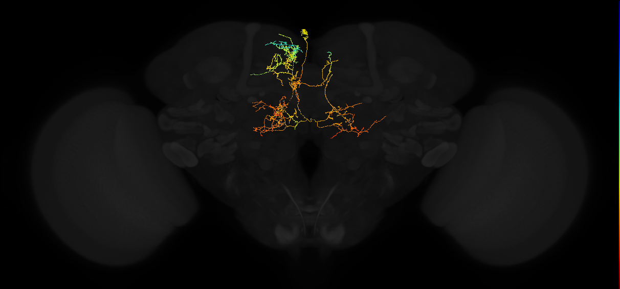 adult superior medial protocerebrum neuron 473