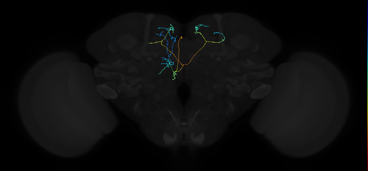adult superior medial protocerebrum neuron 474