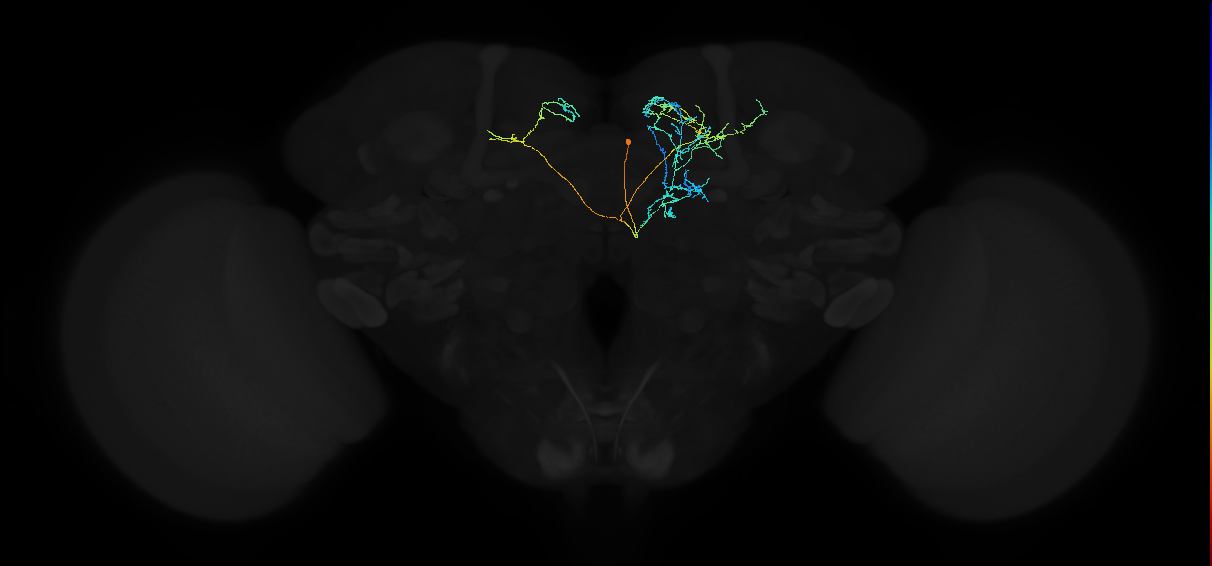adult superior medial protocerebrum neuron 475