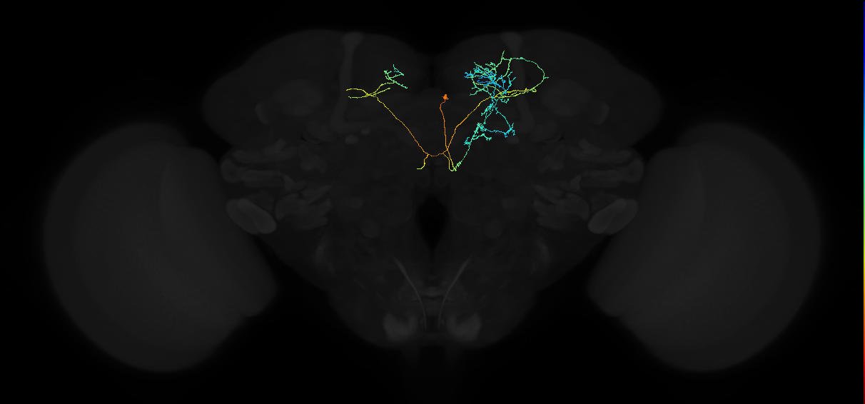 adult superior medial protocerebrum neuron 476