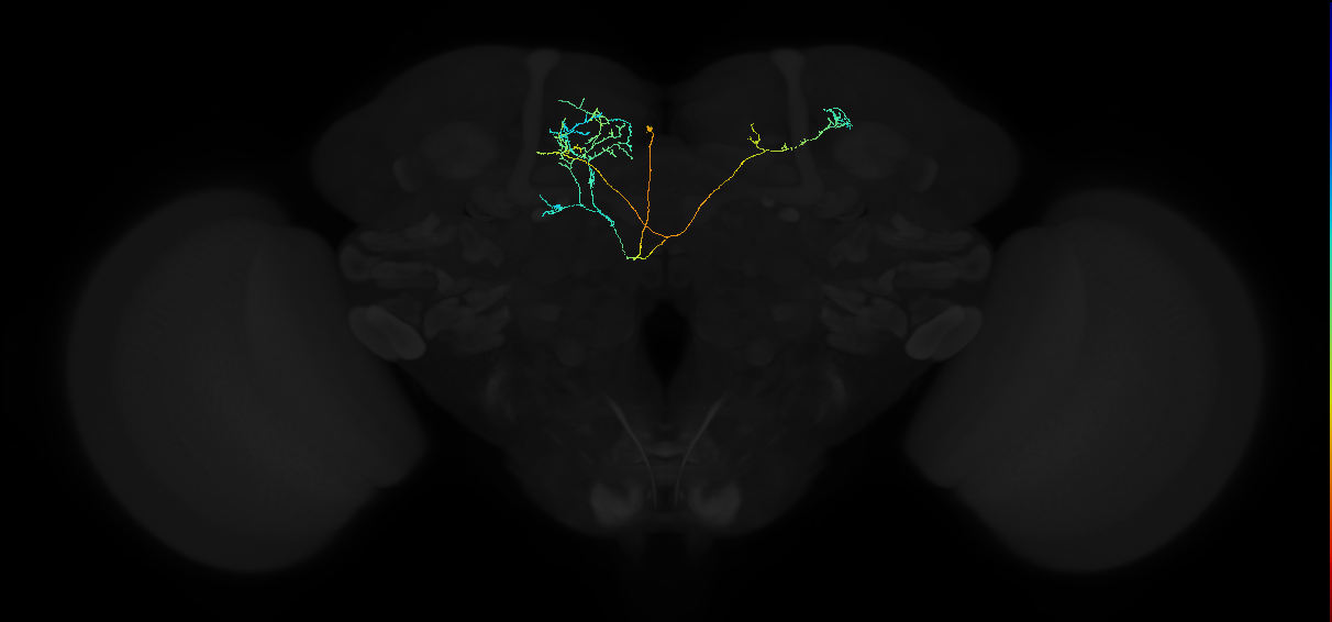 adult superior medial protocerebrum neuron 477