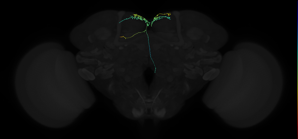 adult superior medial protocerebrum neuron 478