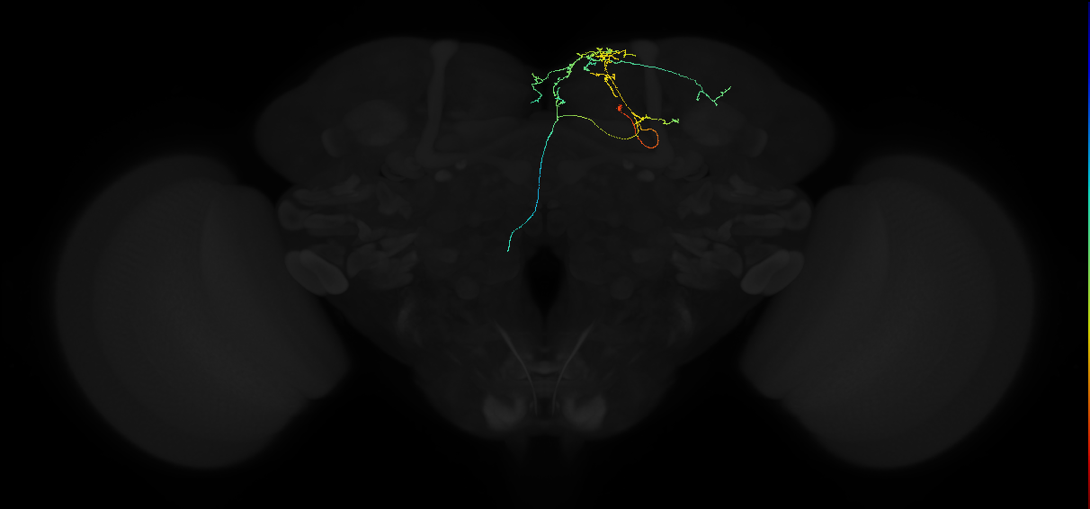 adult superior medial protocerebrum neuron 480