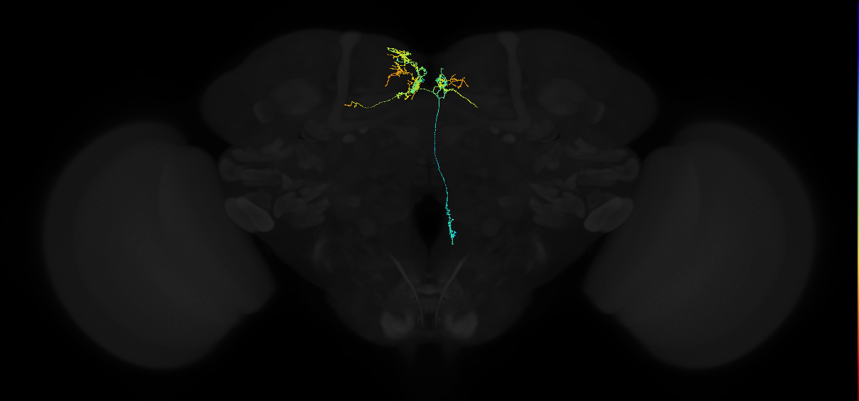 adult superior medial protocerebrum neuron 482