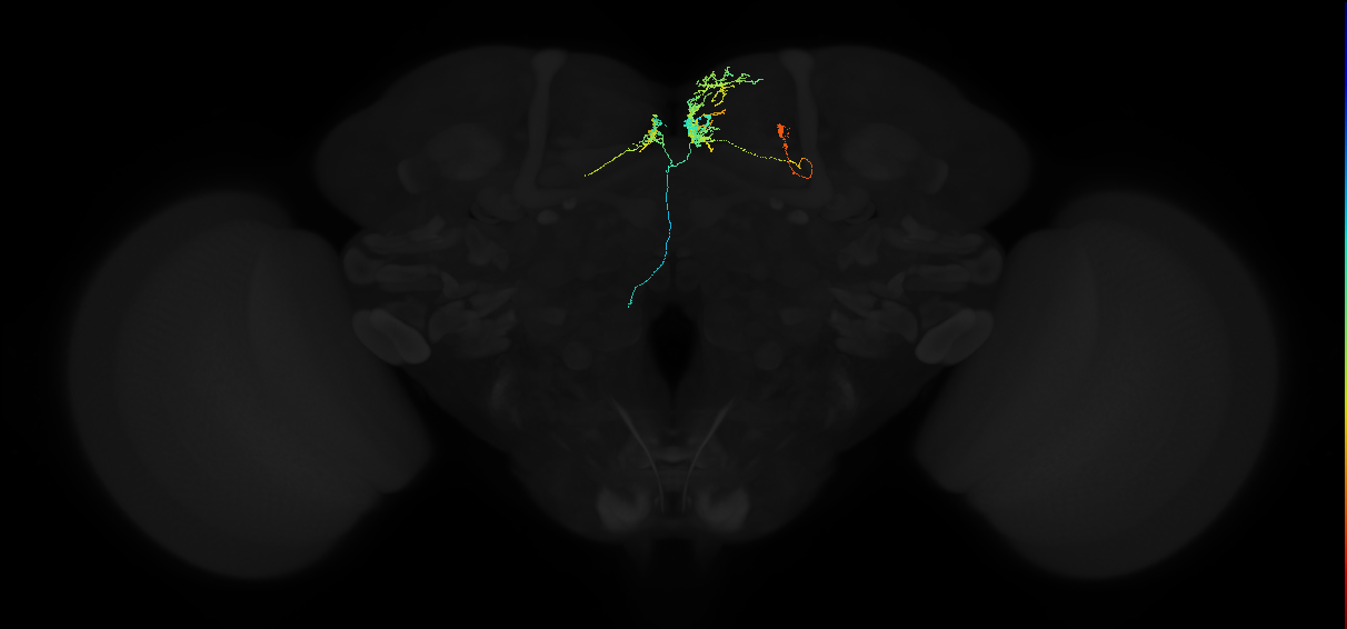 adult superior medial protocerebrum neuron 482